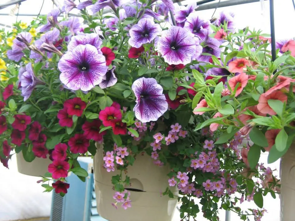 Altakasteluamppeli kukilla