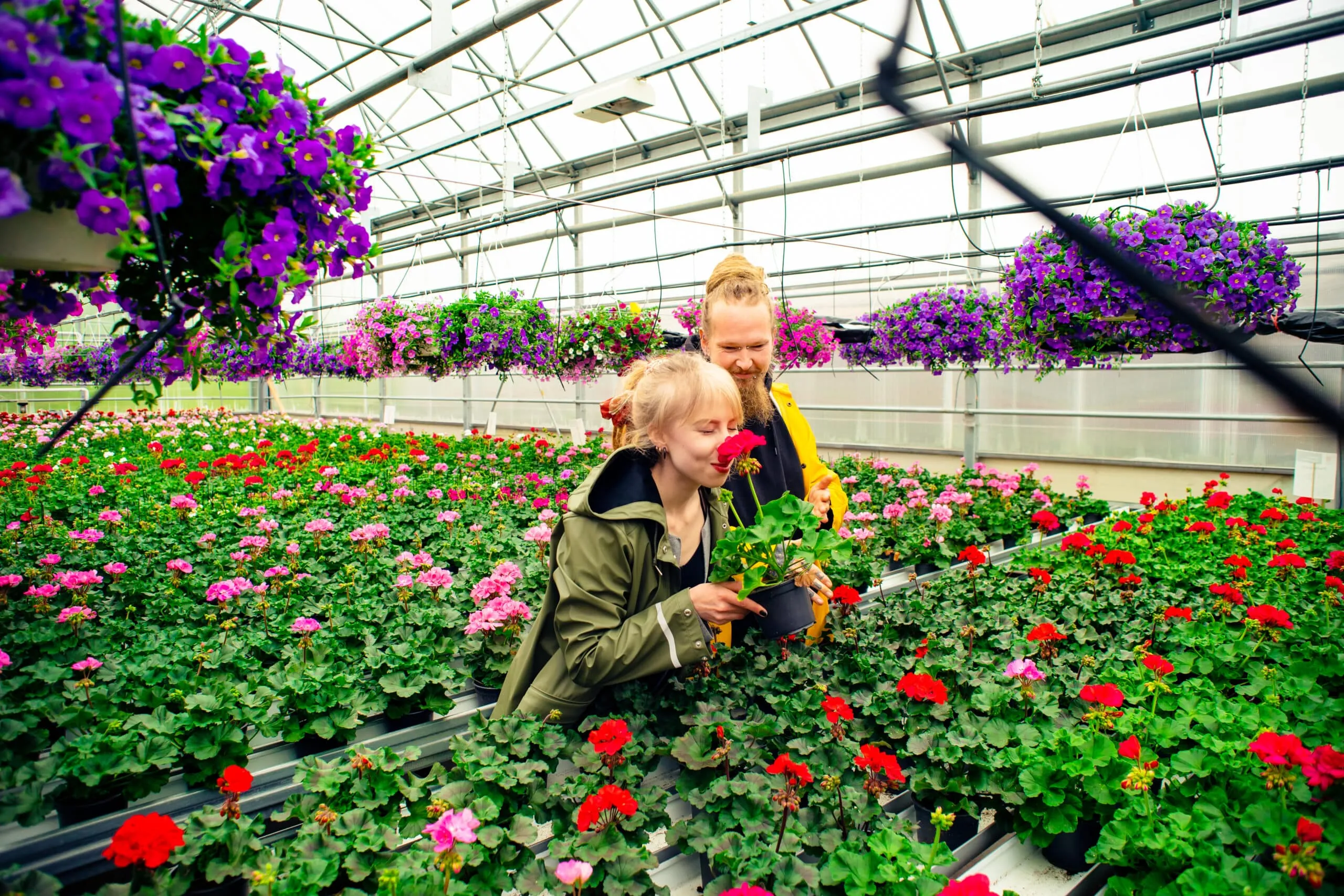 Ruohosipulia ja tilliä ruukuissa