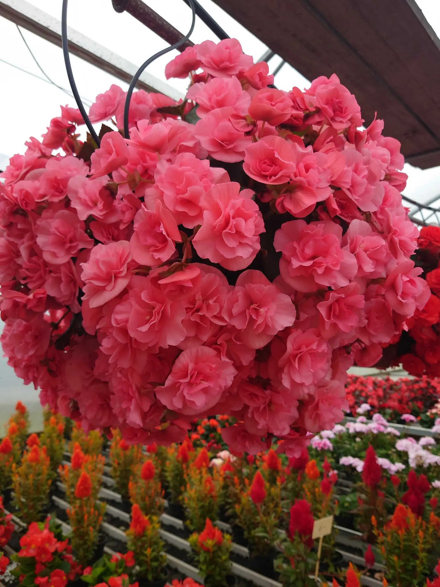 Vaaleanpunaiset begoniat kukkivat kasvihuoneessa