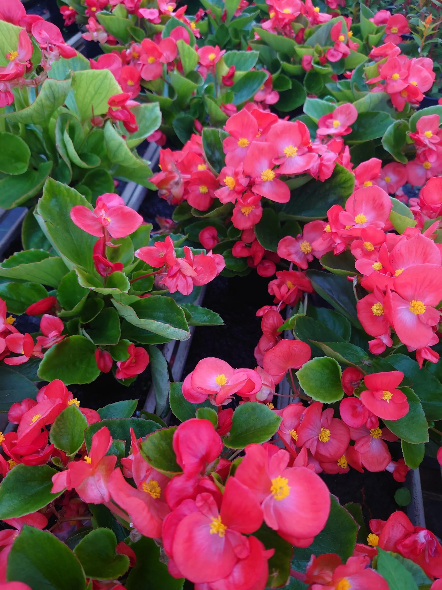 Punaisia begonioita lähikuvassa