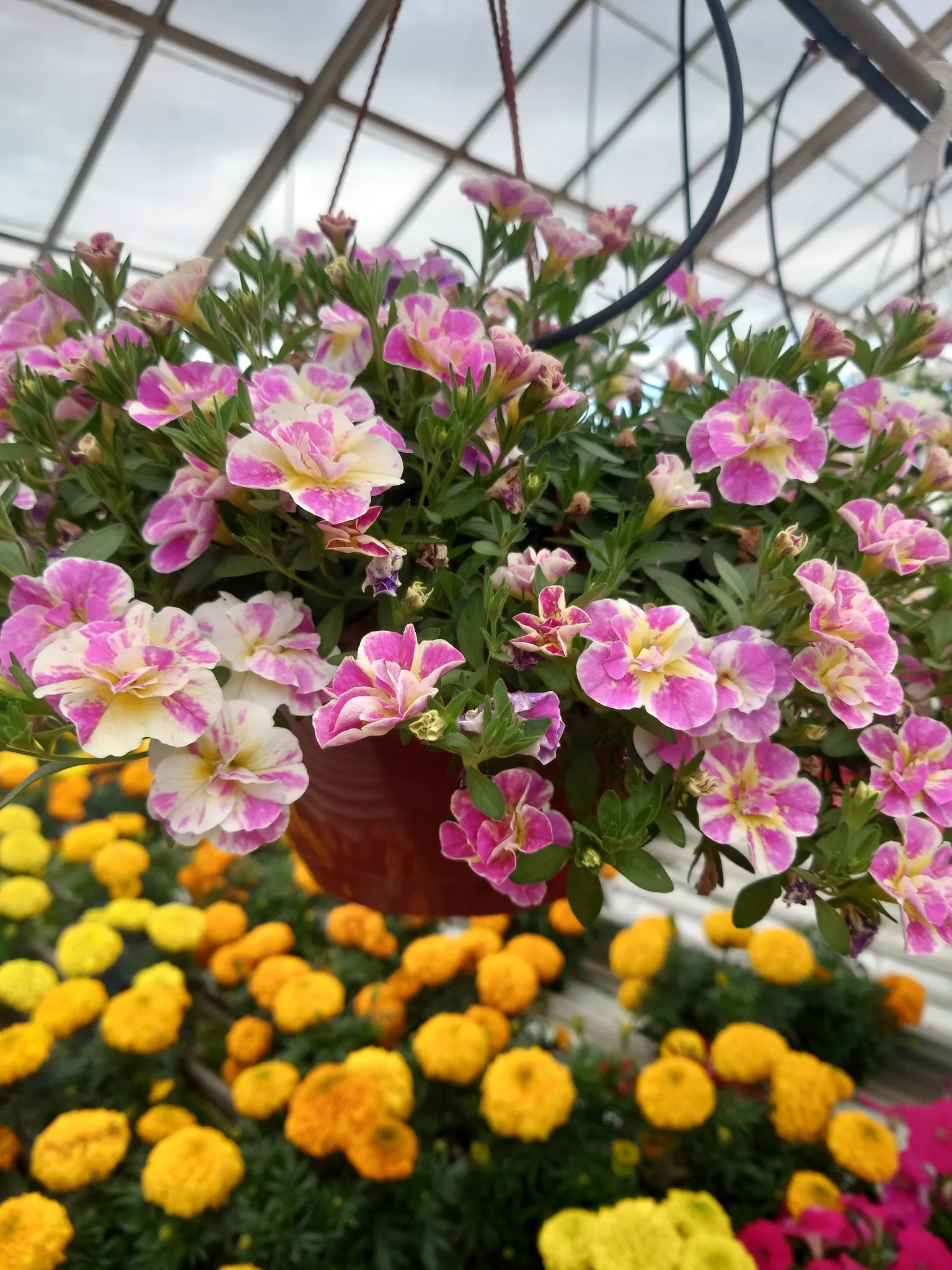 Kaksivärinen calibrachoa