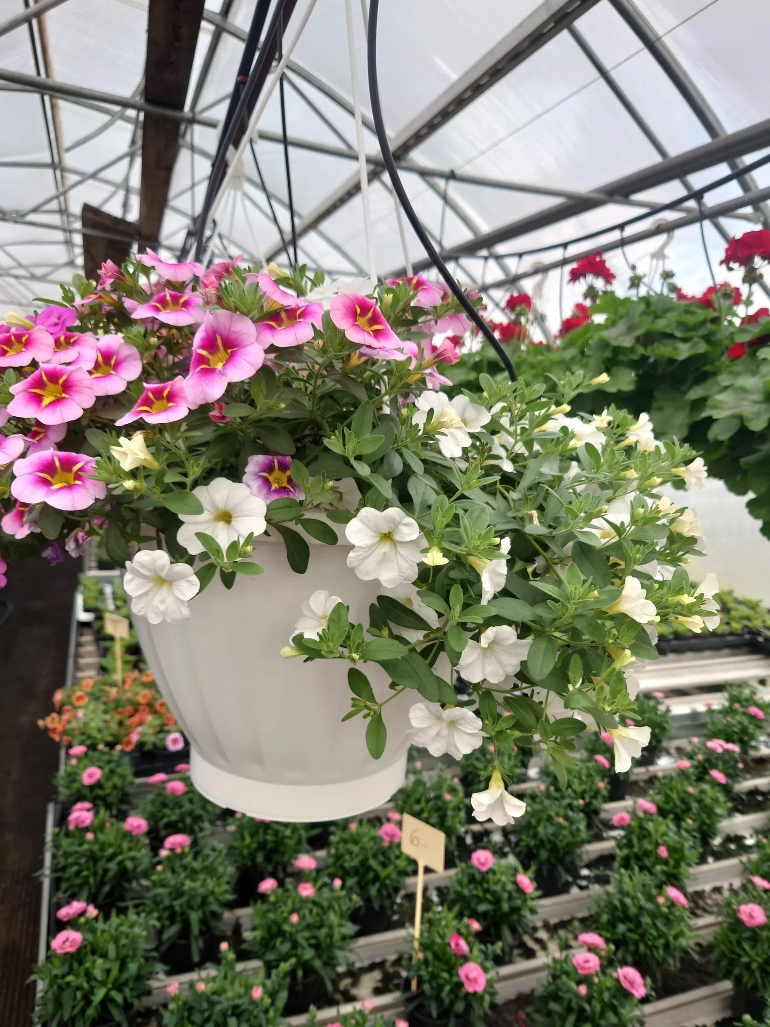 Värikkäitä kesäkukkia ruukuissa