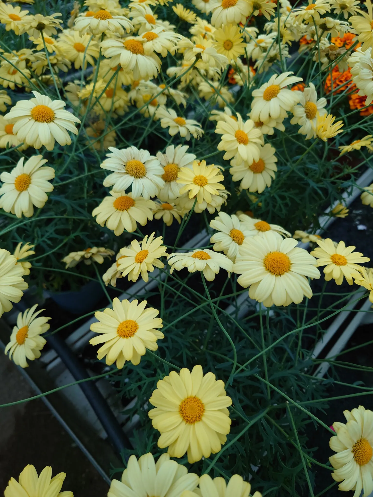 Keltaiset päivänkakkarat