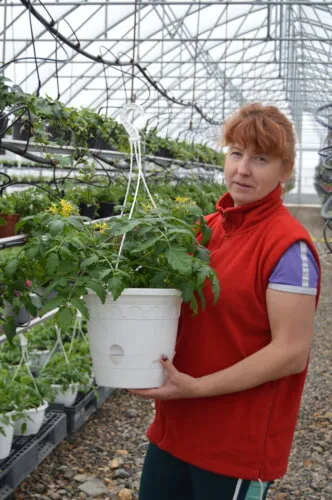 Violetit petuniat riippuruukussa