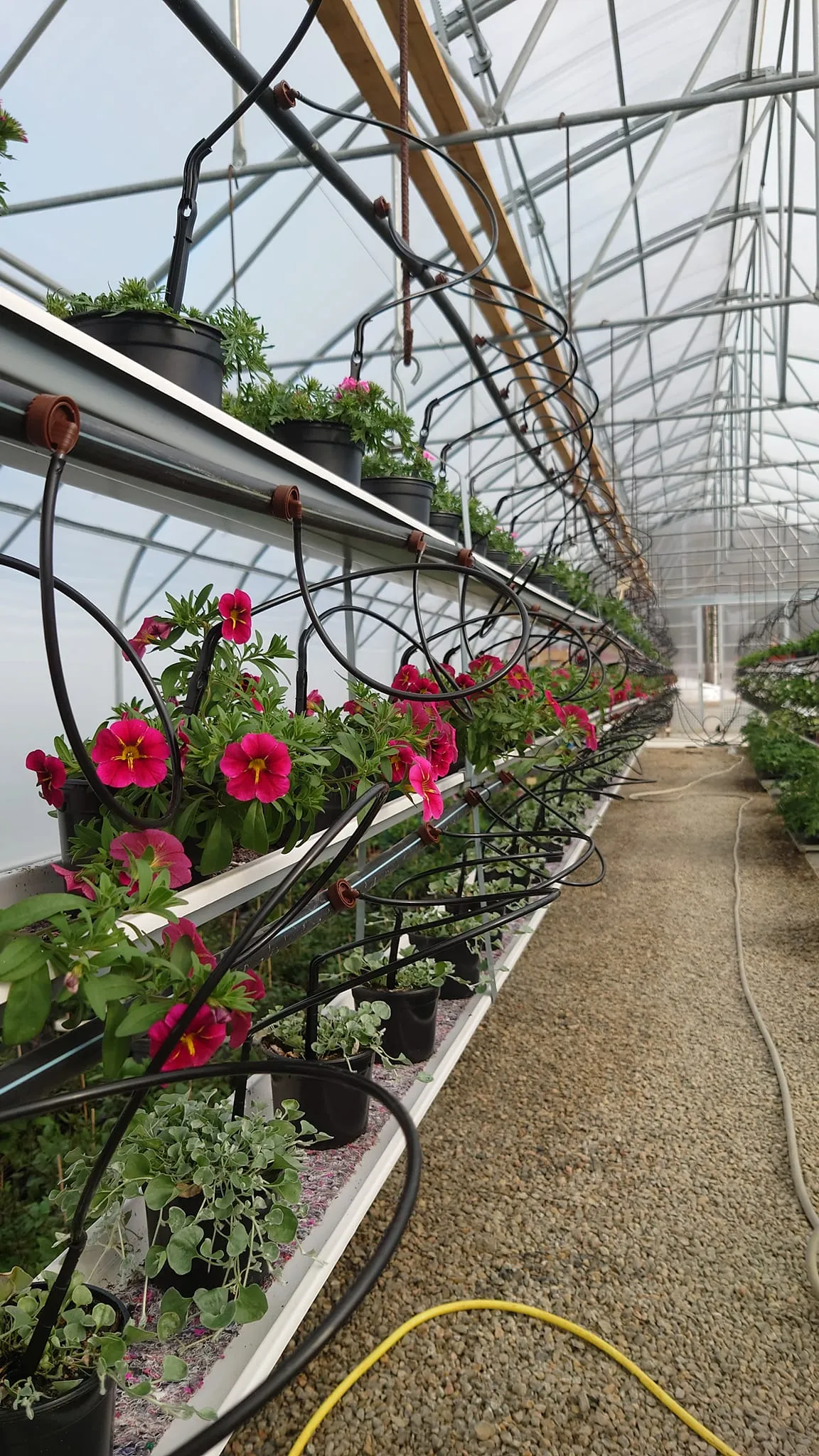 Kasvihuoneen amppeleita