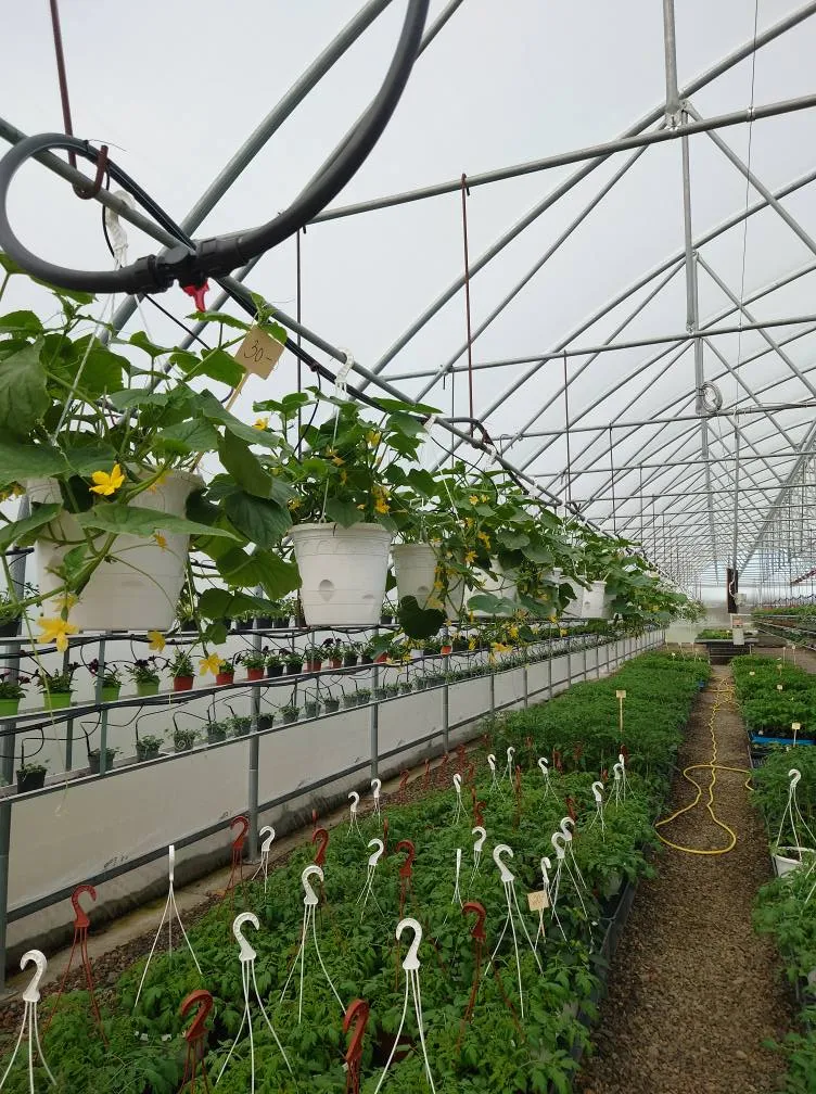 Kasvihuoneen sisätilat täynnä kasveja