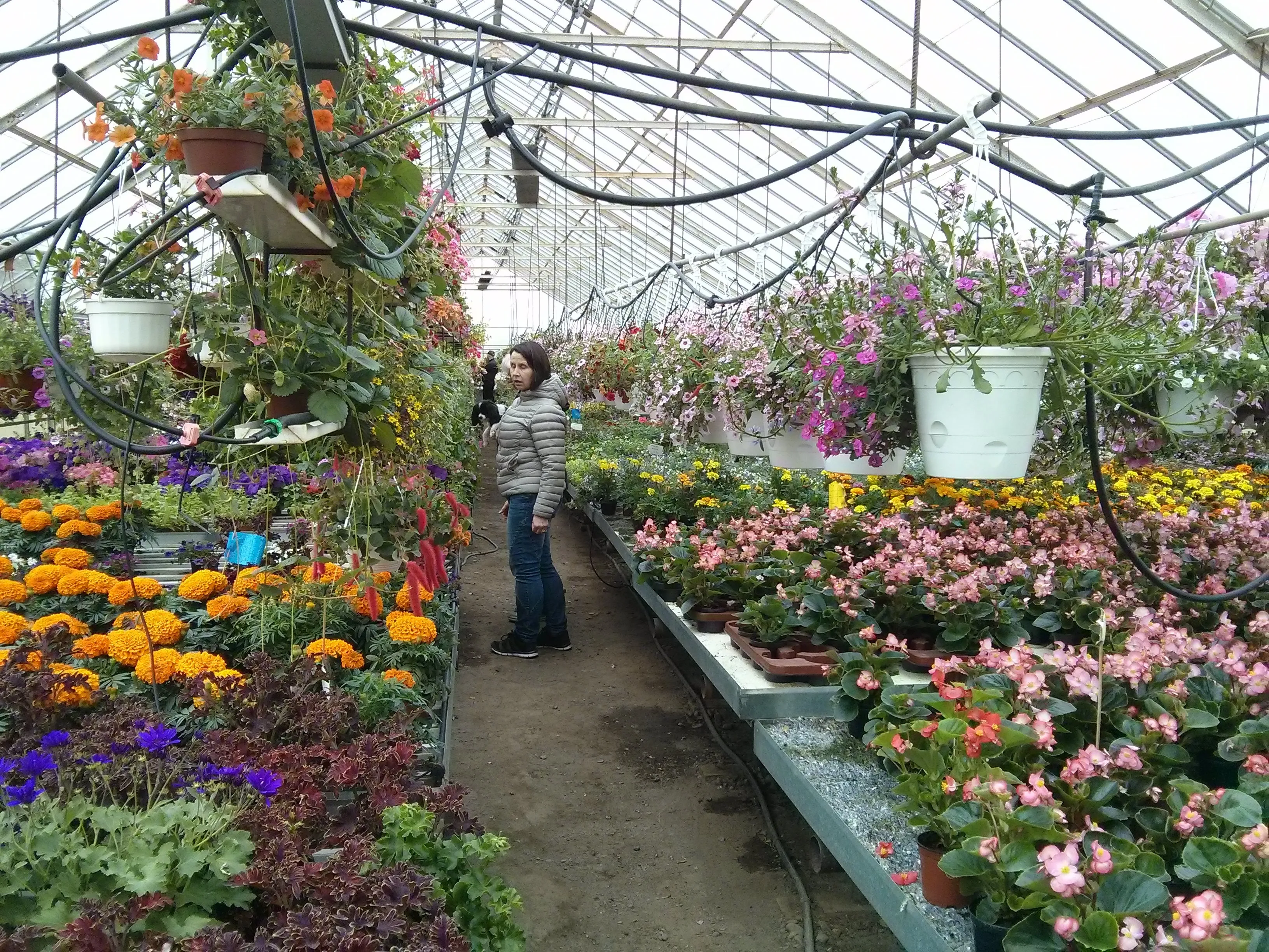 Värikkäitä kukkia