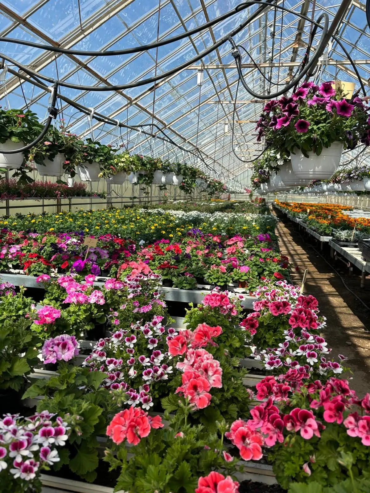 Pelargonit kasvihuoneessa