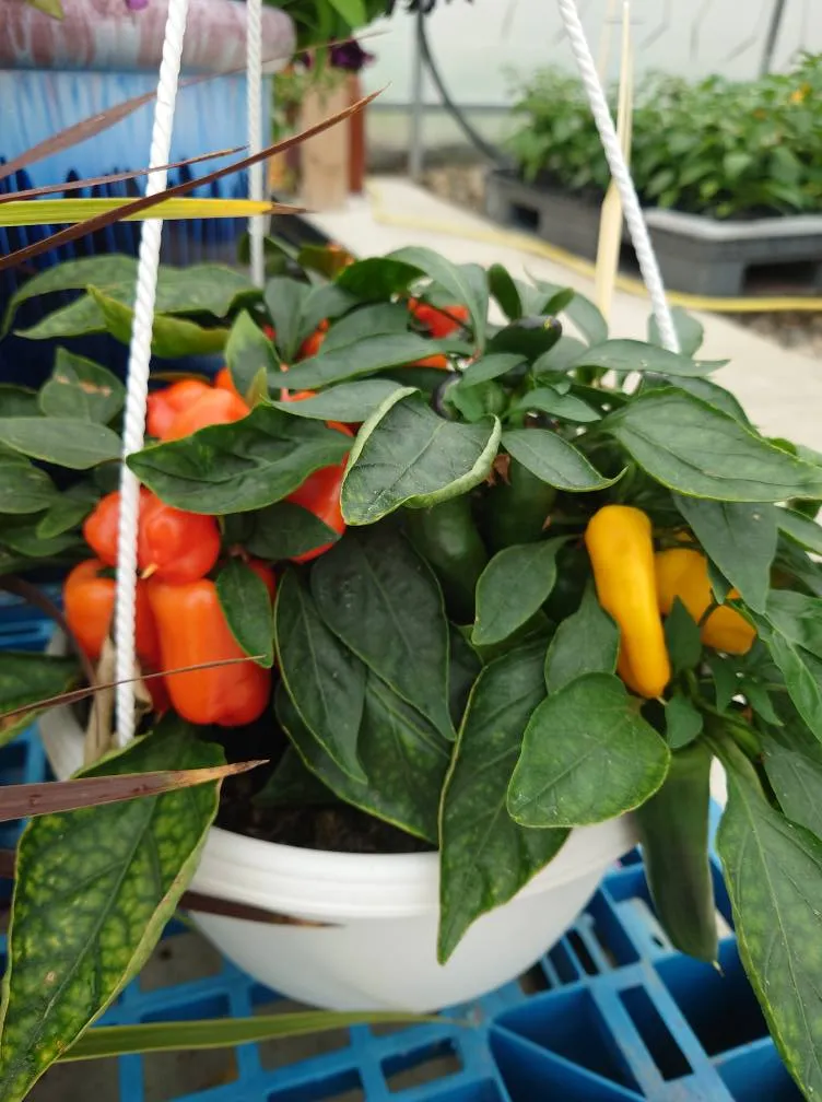 Värikkäitä paprikoita kasvamassa