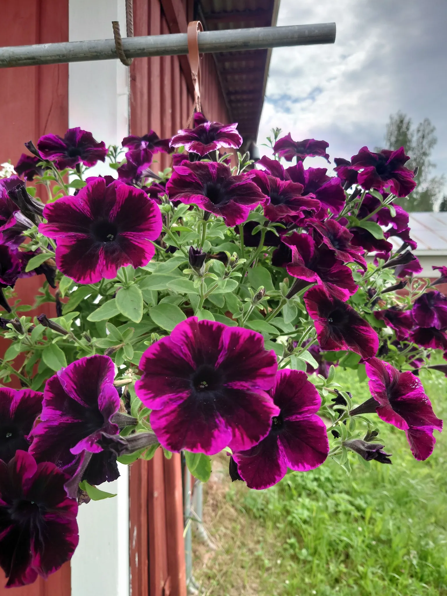 Violetit petuniat riippuruukussa