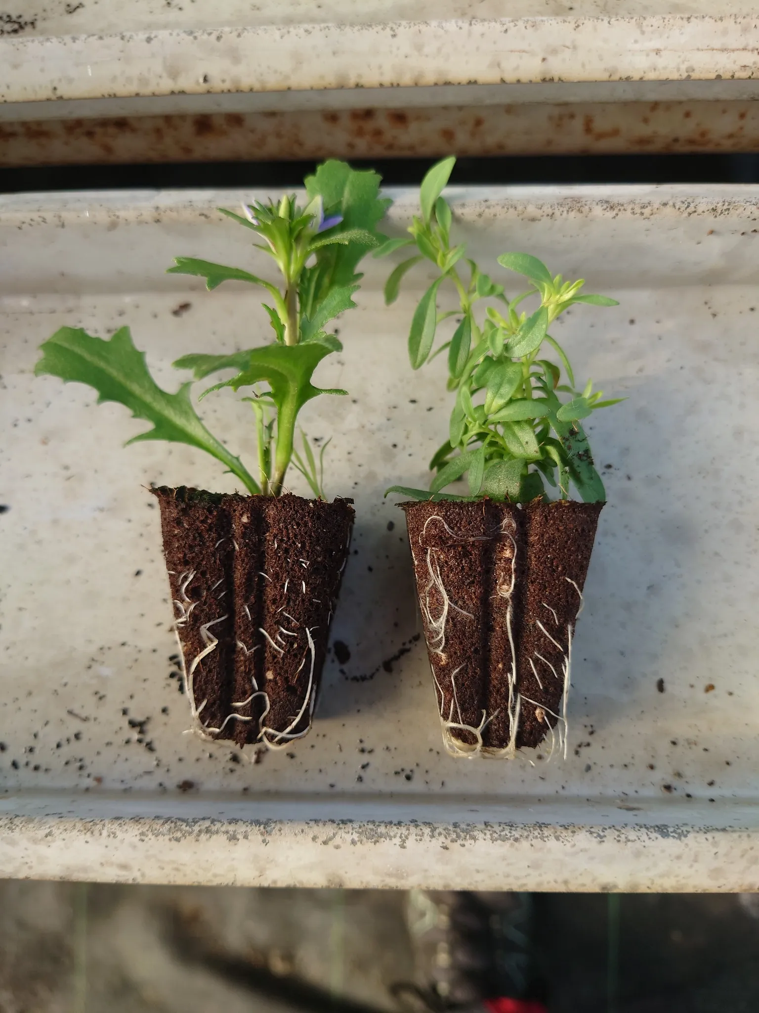 Taimien juuret kehittyvät