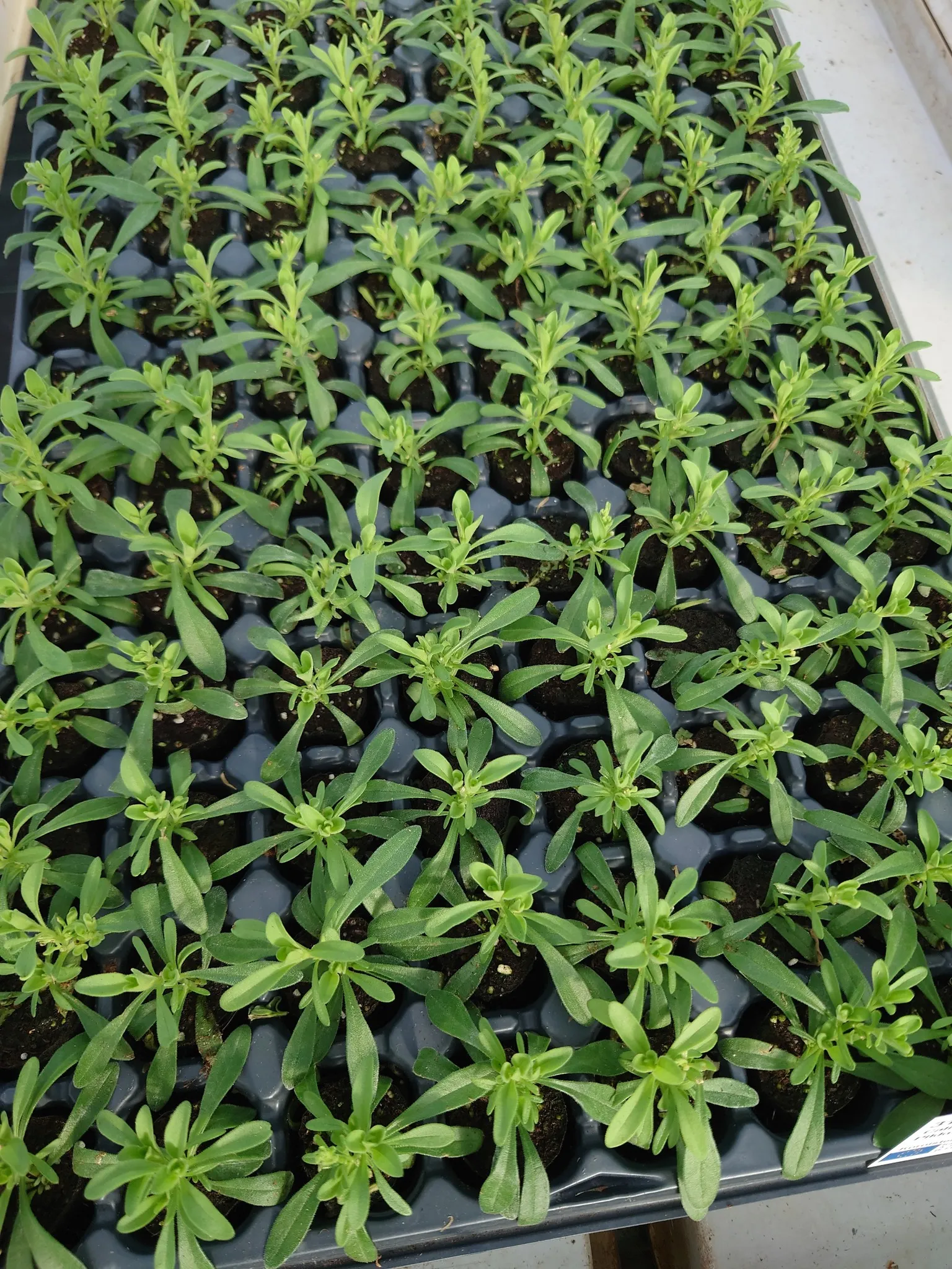 Siementaimia kasvatusalustoilla