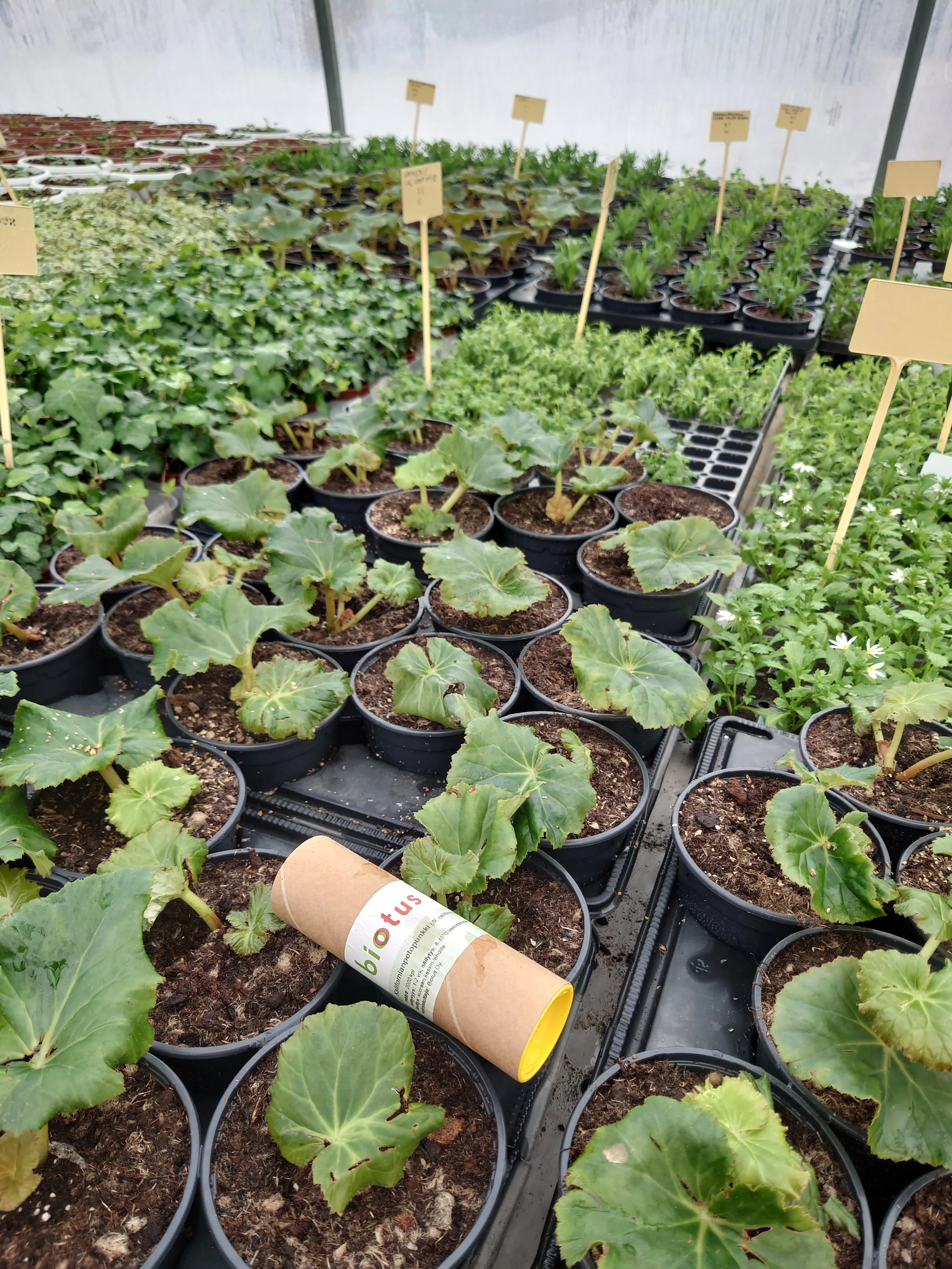 Nuoret taimet kasvavat