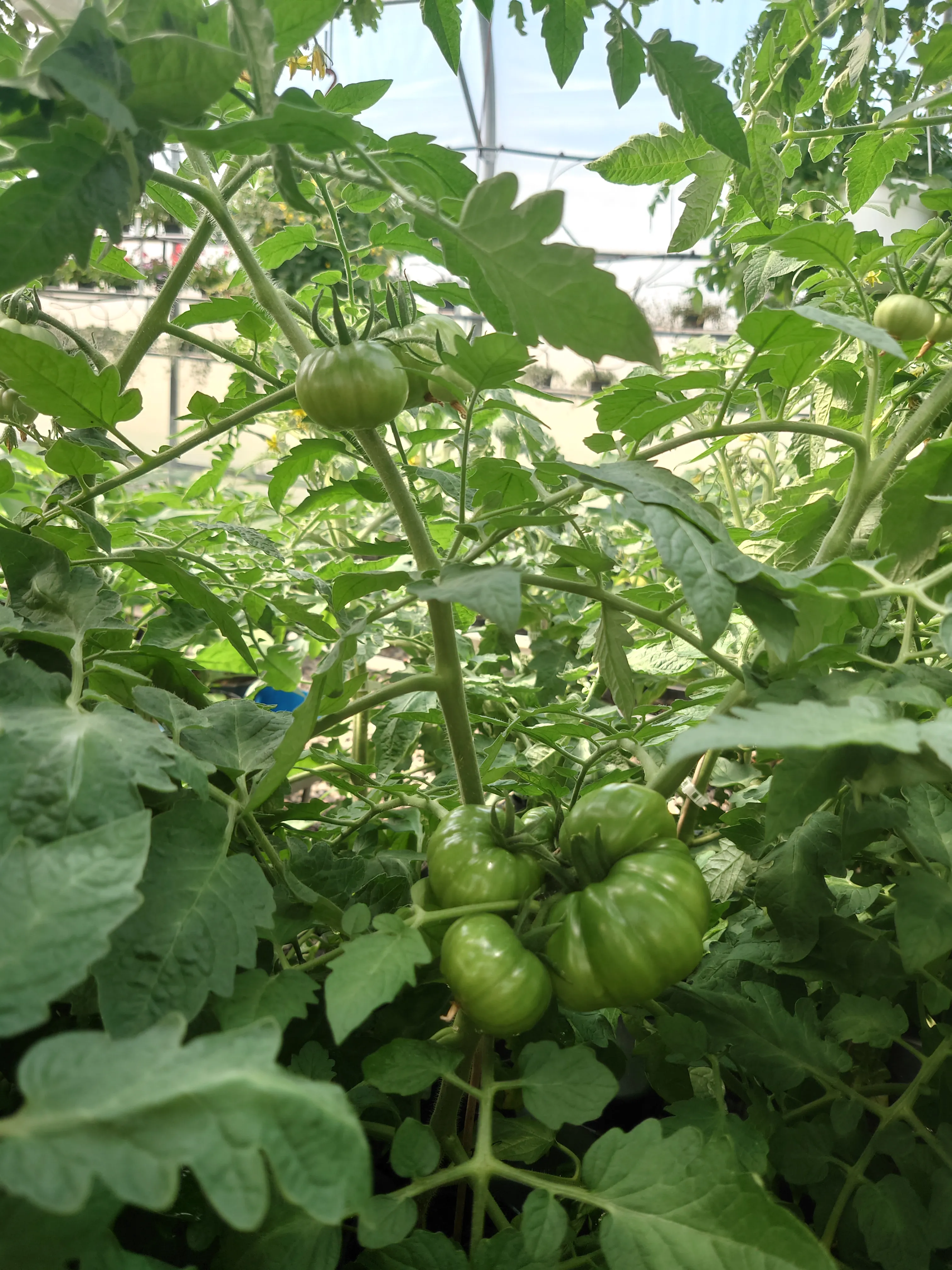 Tomaatteja kasvihuoneessa